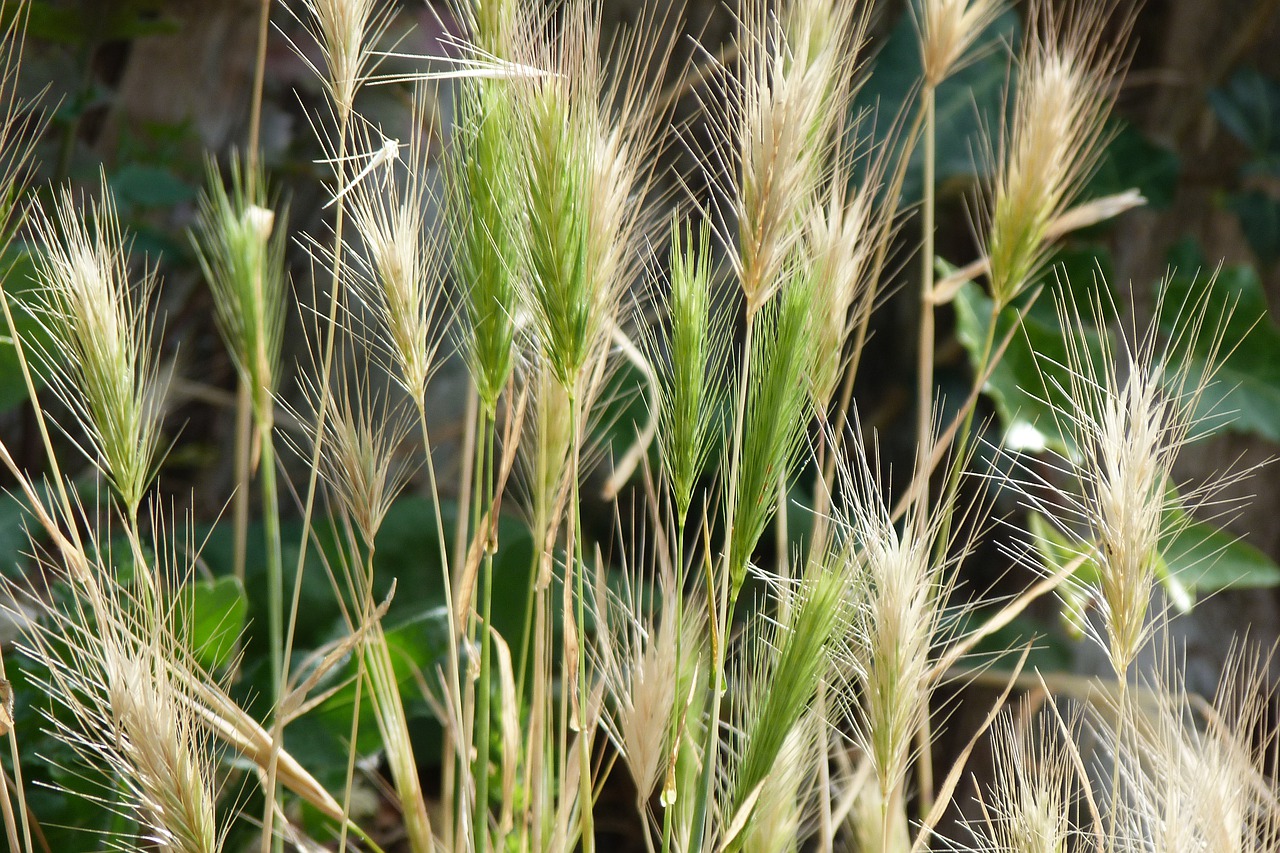 grass  seed  head free photo