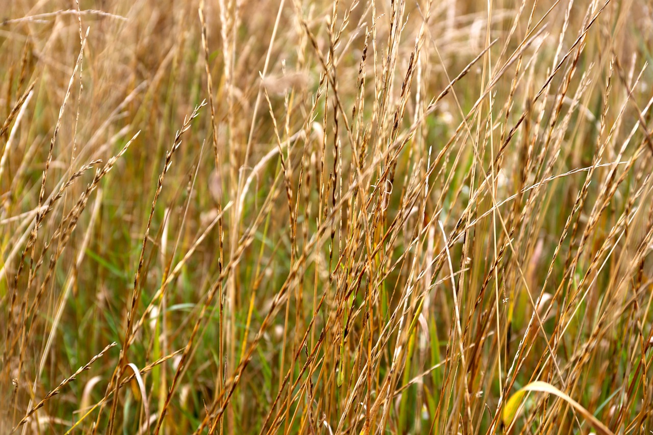 grass weeds extended border free photo