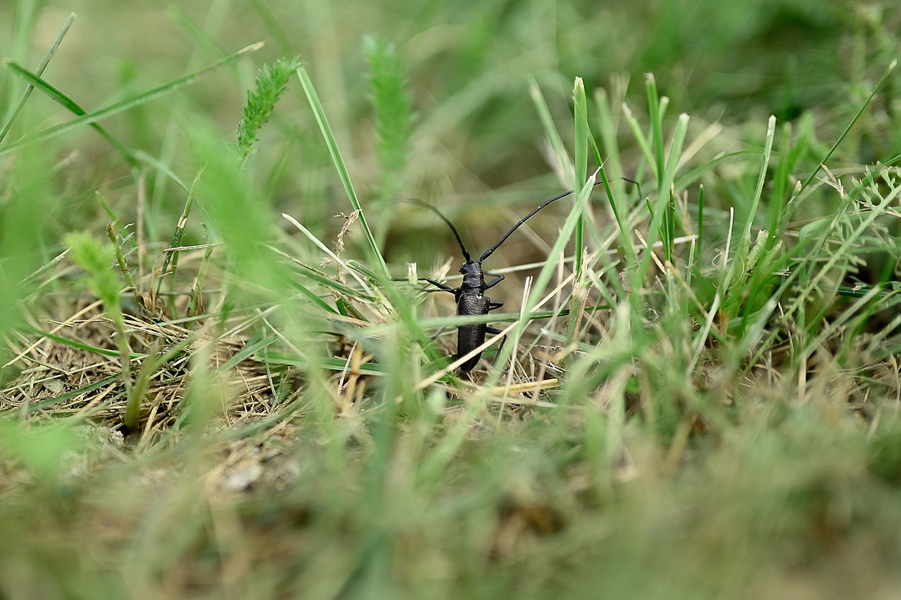 grass  strigun  beetle free photo