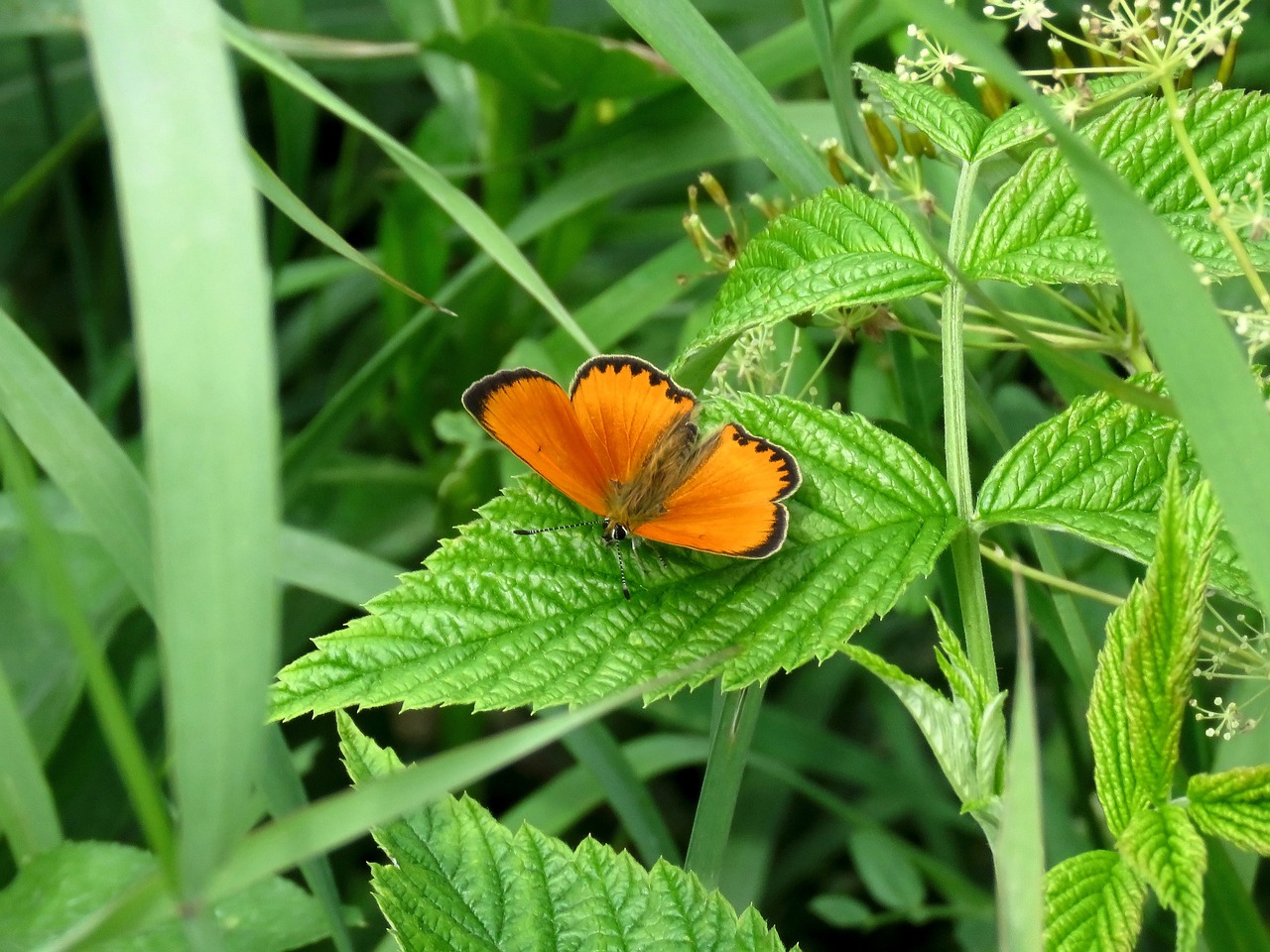 grass  butterfly  meadow free photo