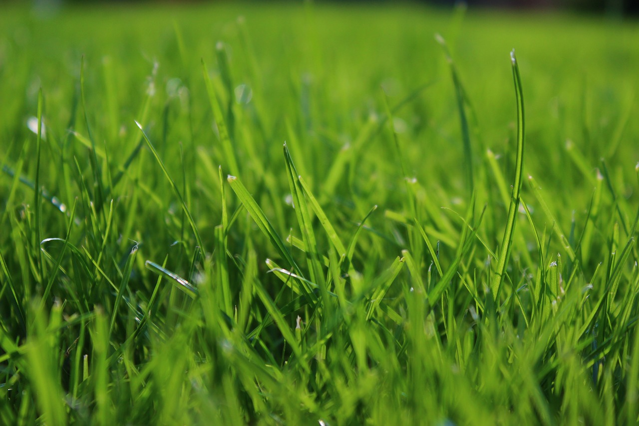 grass green garden free photo