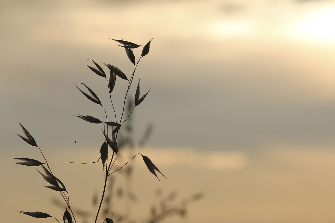 grass  wild  nature free photo