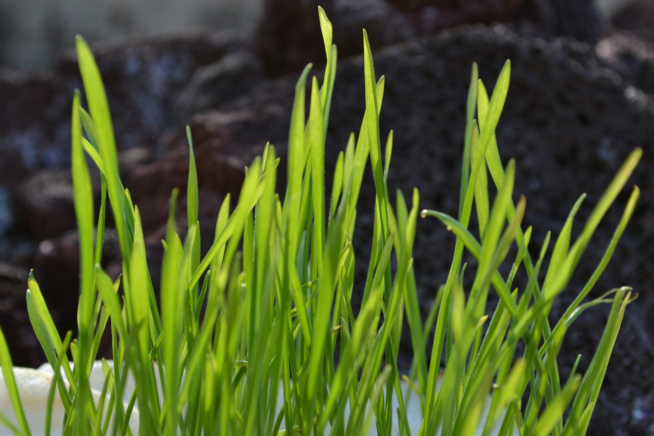 grass wheatgrass organic free photo