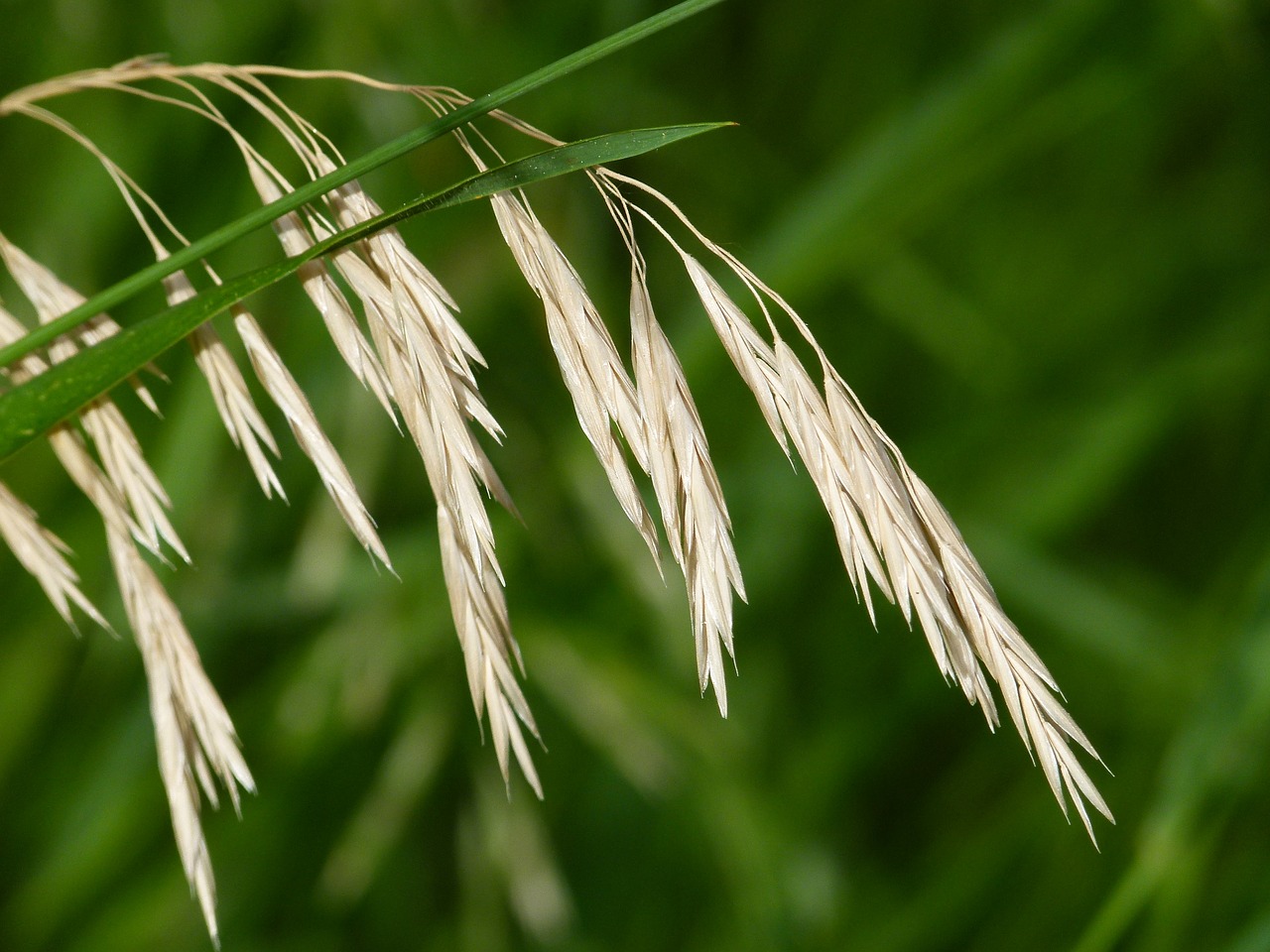 grass seed meadow free photo