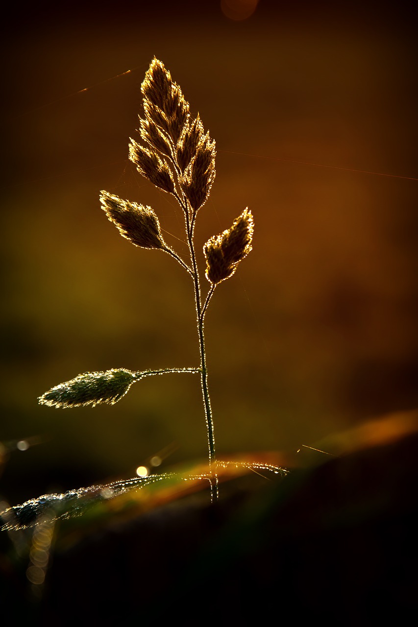 grass  sunlight  dusk free photo