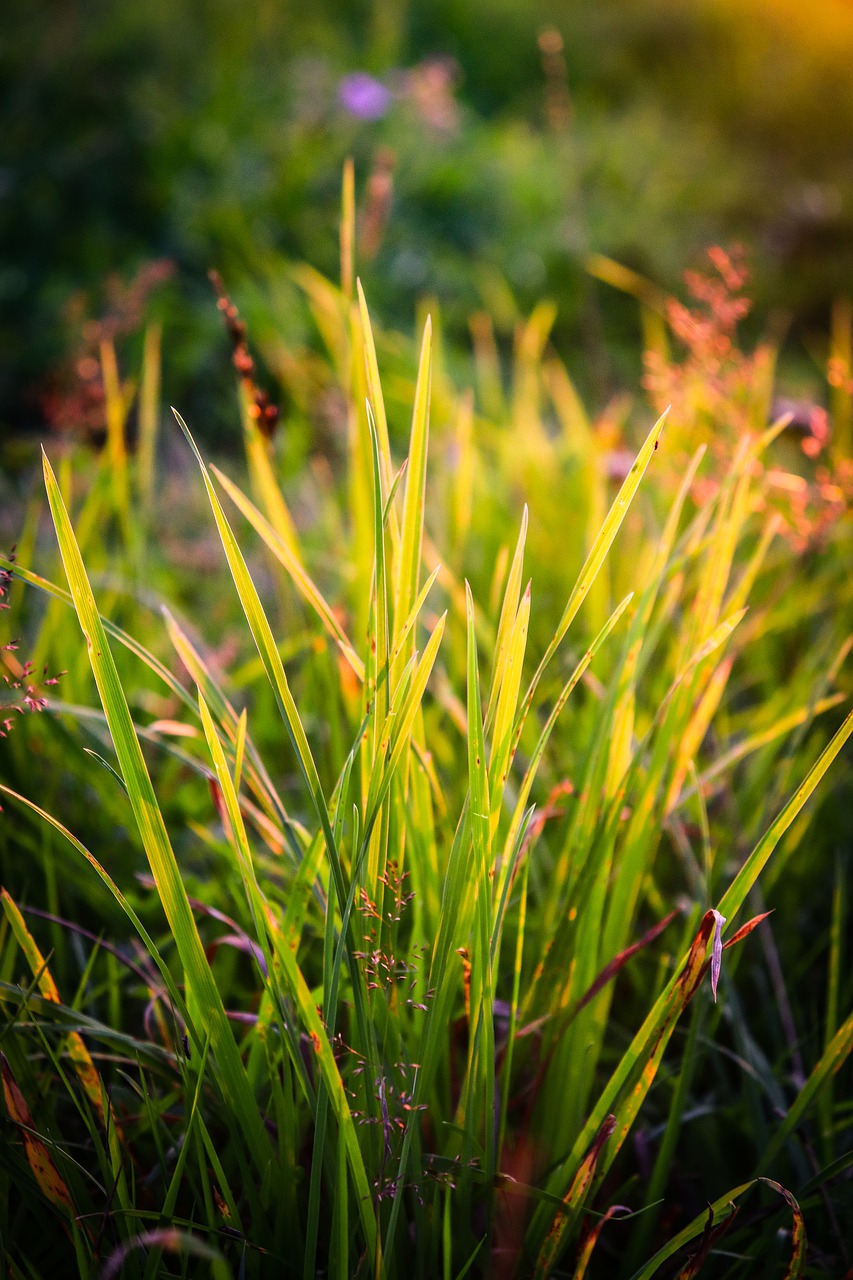 grass  meadow  greens free photo