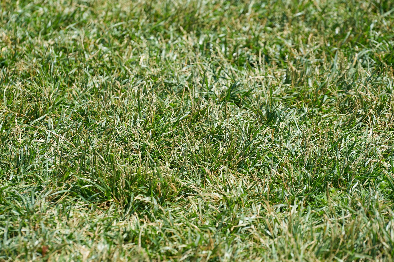 grass  nature  texture free photo