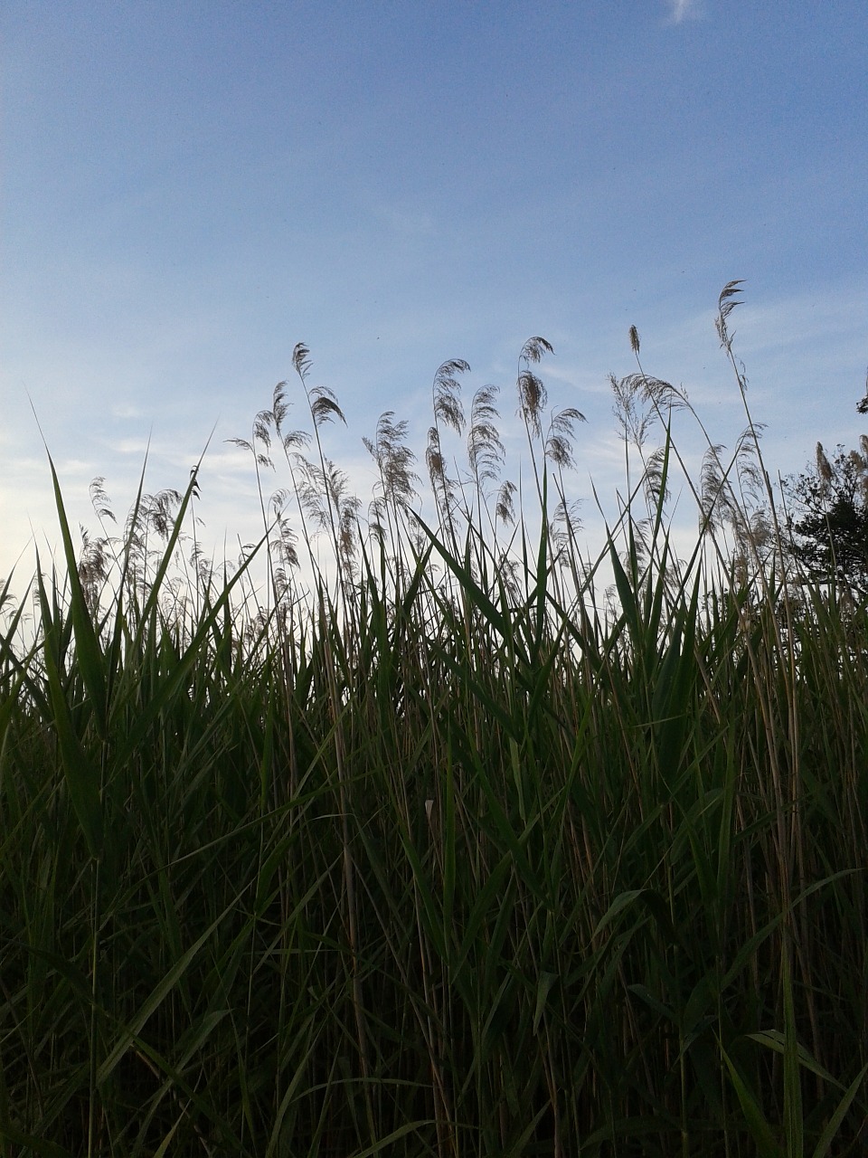 grass sky nature free photo