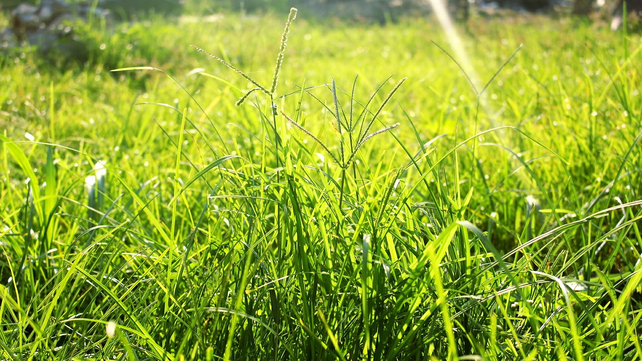 grass nature green free photo