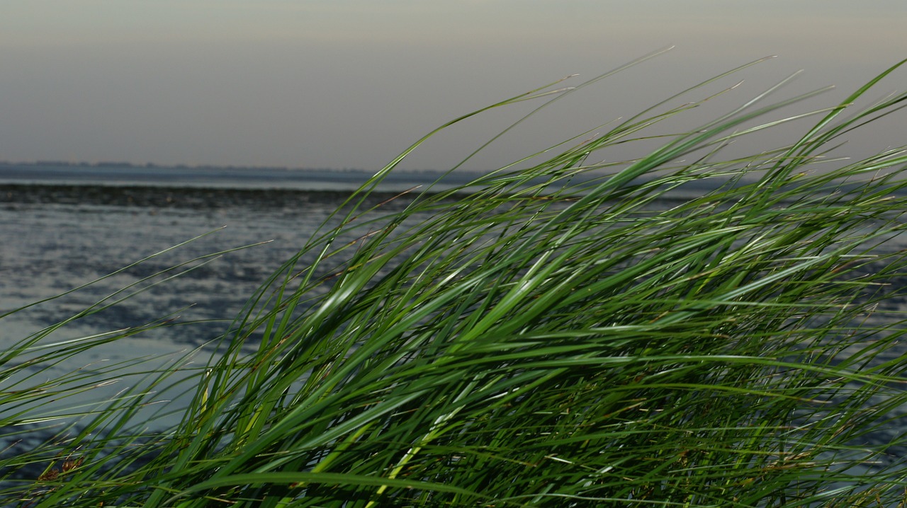 grass watts north sea free photo