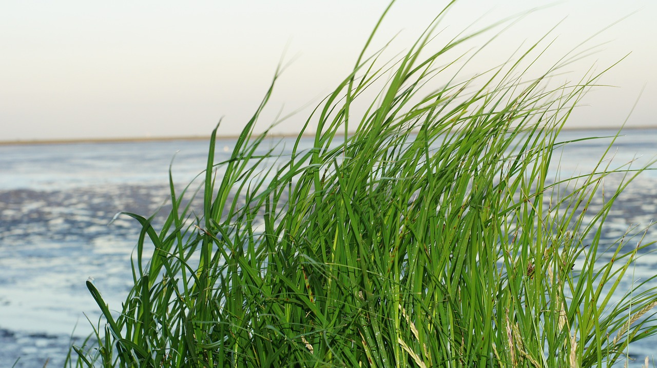 grass watts north sea free photo