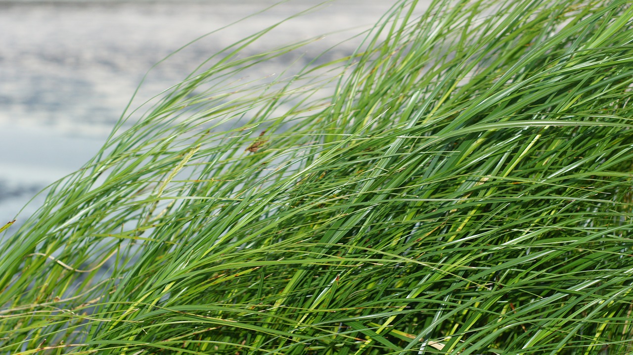 grass watts north sea free photo