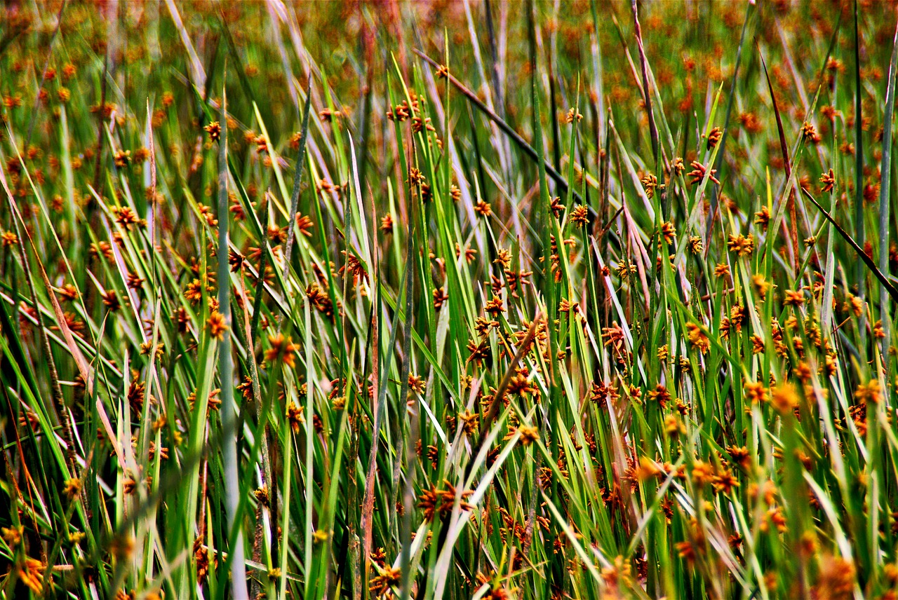 grass buds reeds free photo