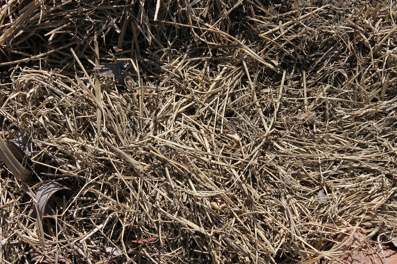 grass hay dry free photo