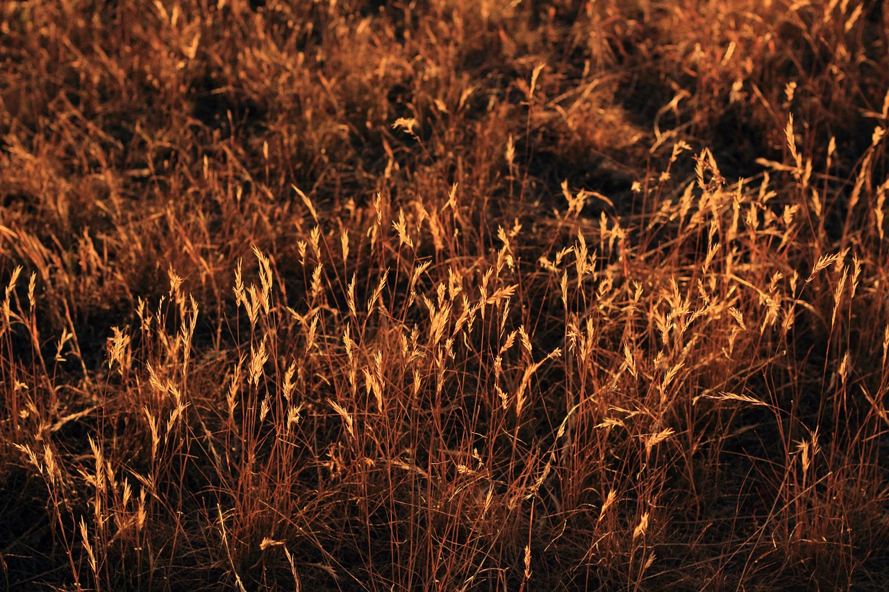 grass afternoon sunset free photo