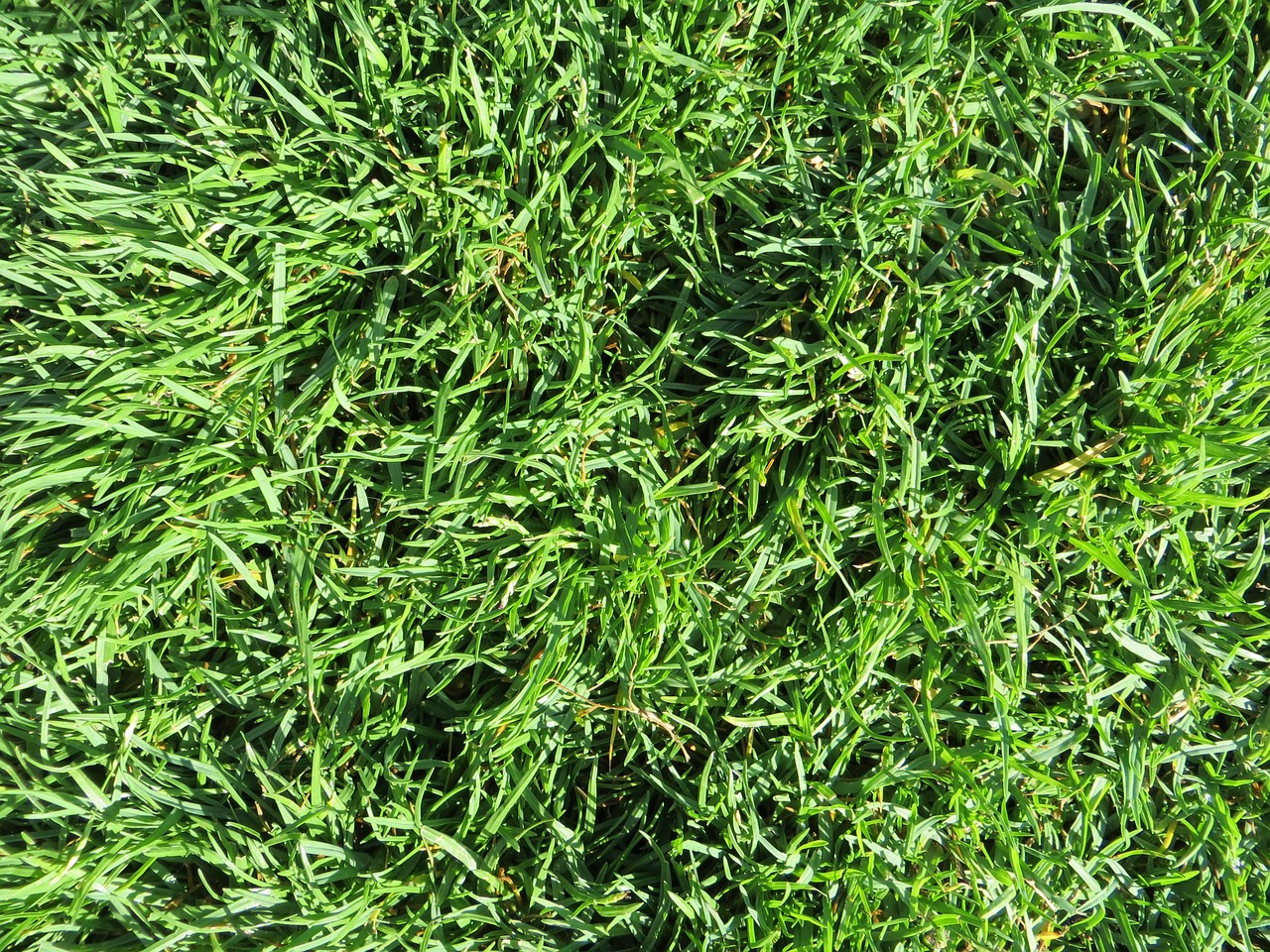 grass green structure free photo