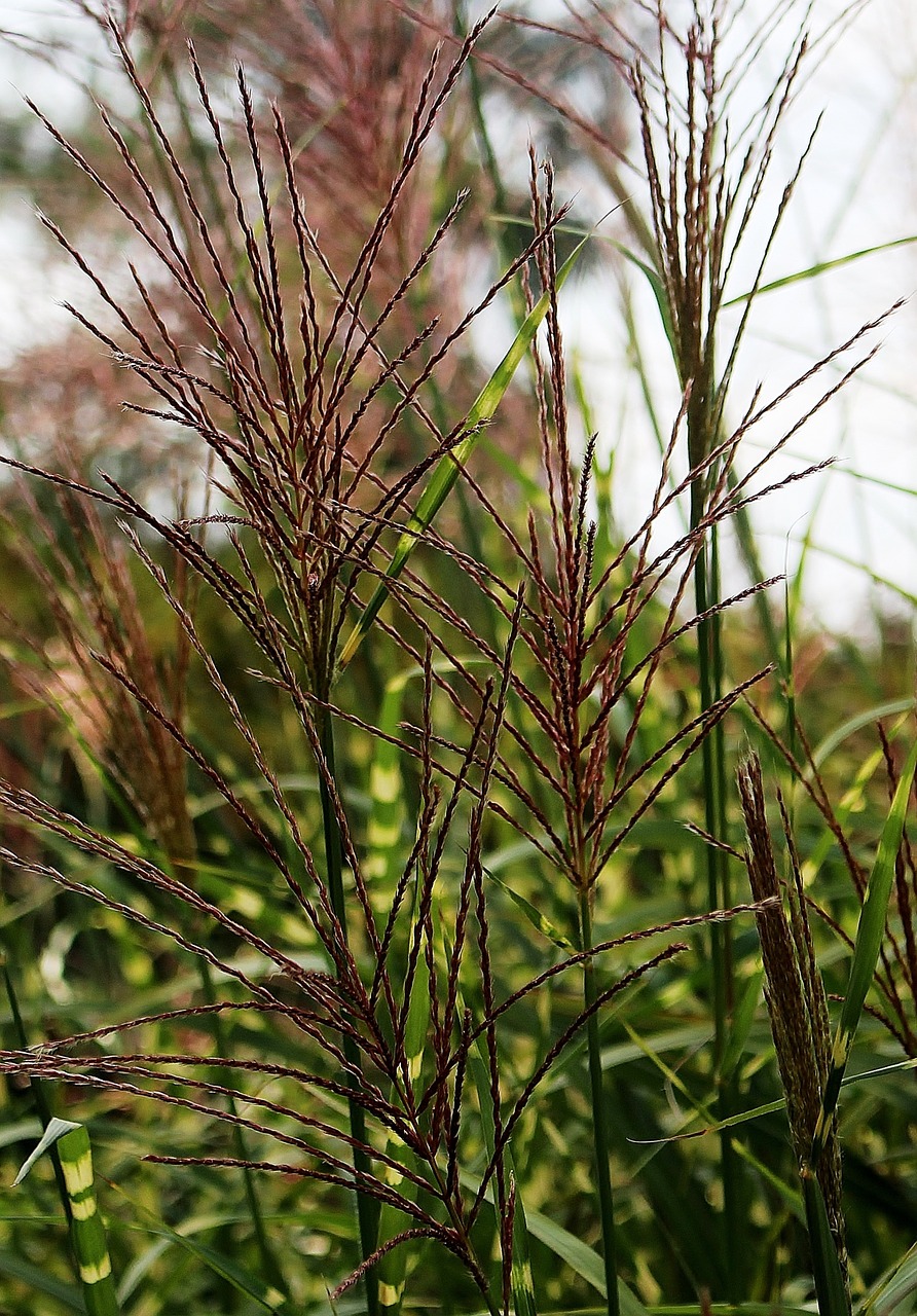 grass pointed grasses late summer free photo
