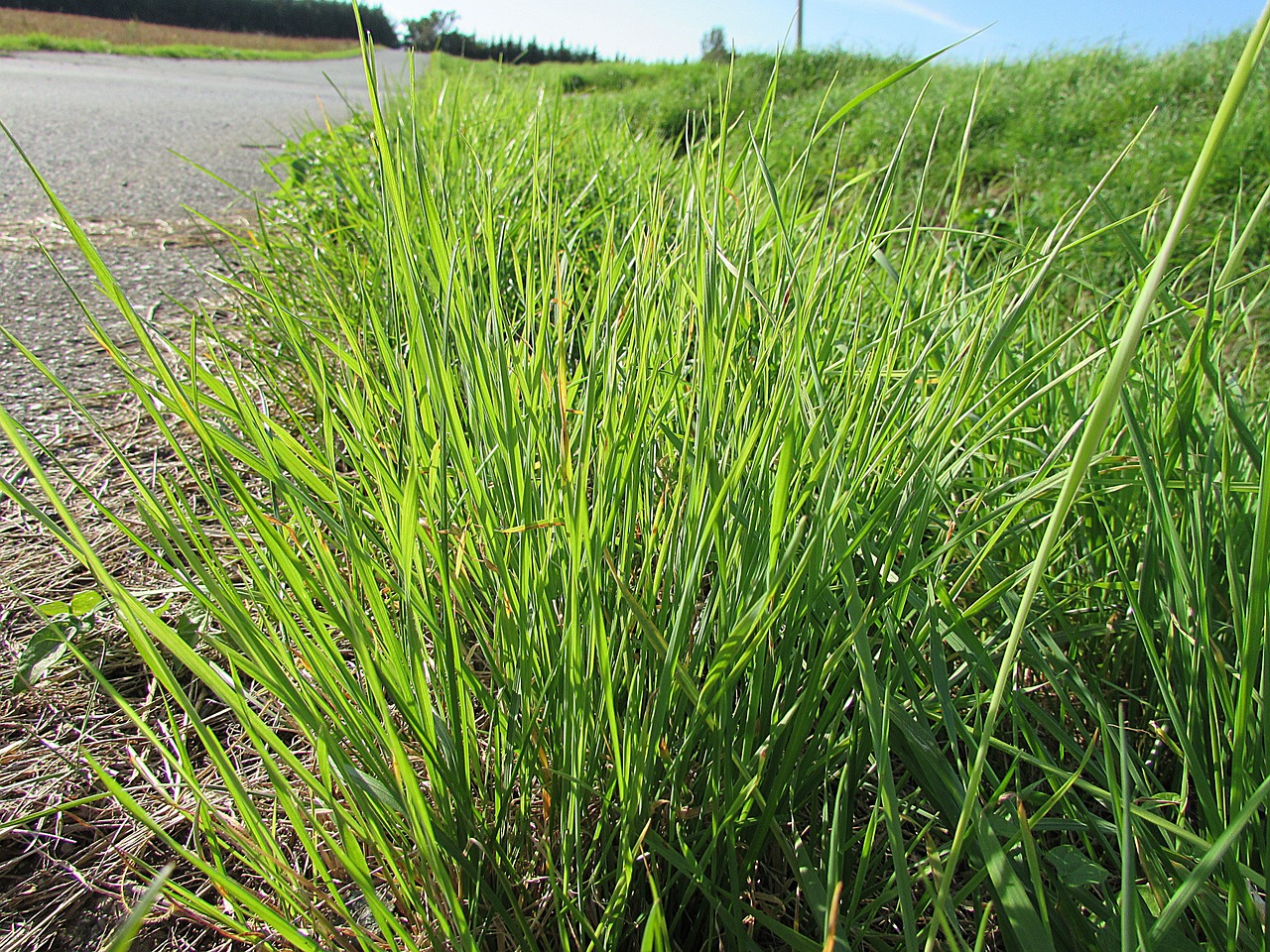 grass green plant free photo