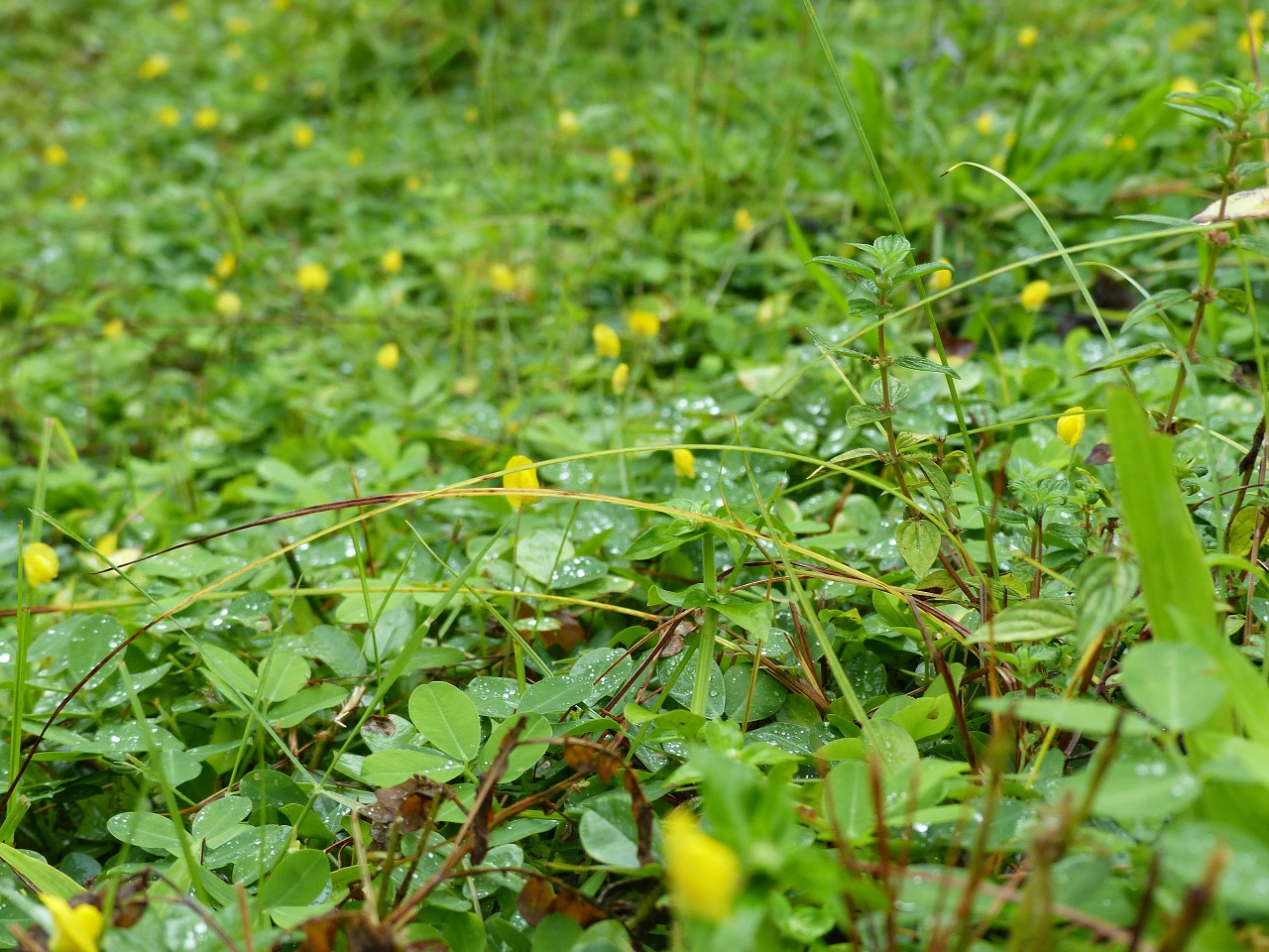 grass wild flower green free photo