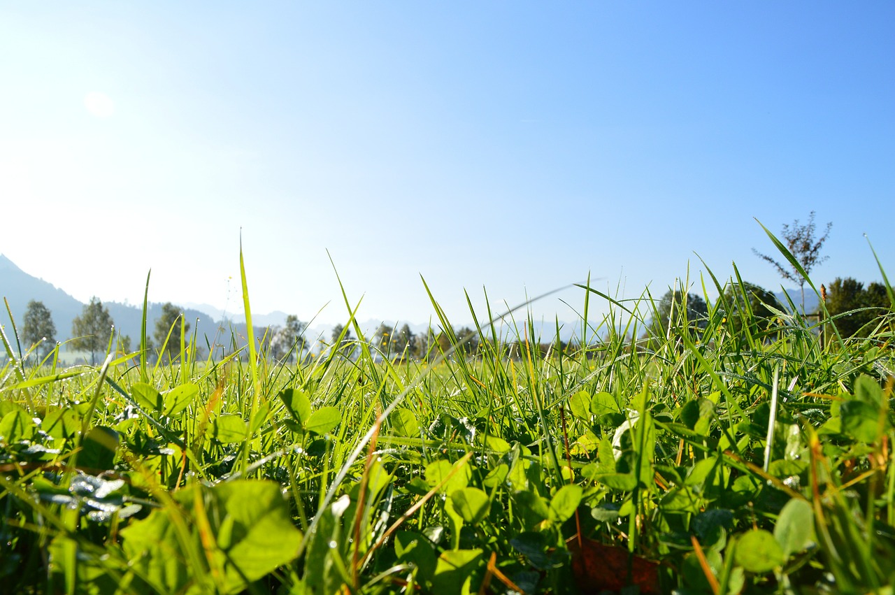 grass sky green free photo