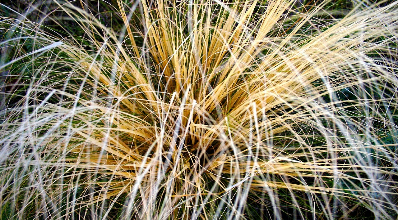 grass macro yellow free photo