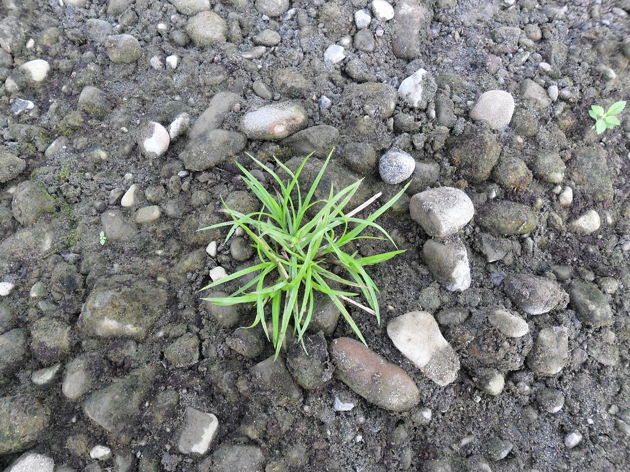 grass plant sand free photo