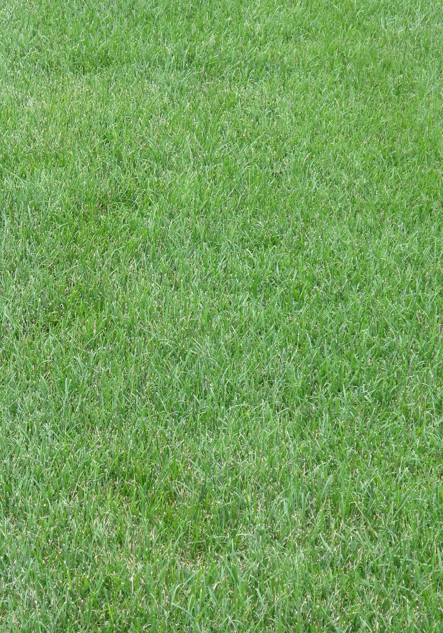 grass lawn yard free photo