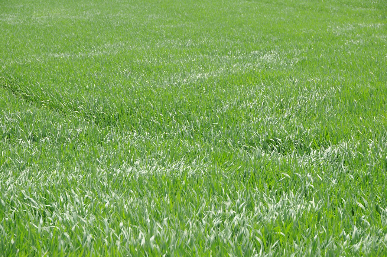 grass meadow green free photo