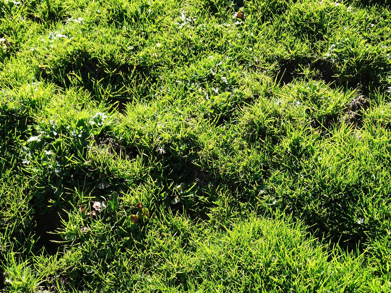 grass meadow alpine meadow free photo