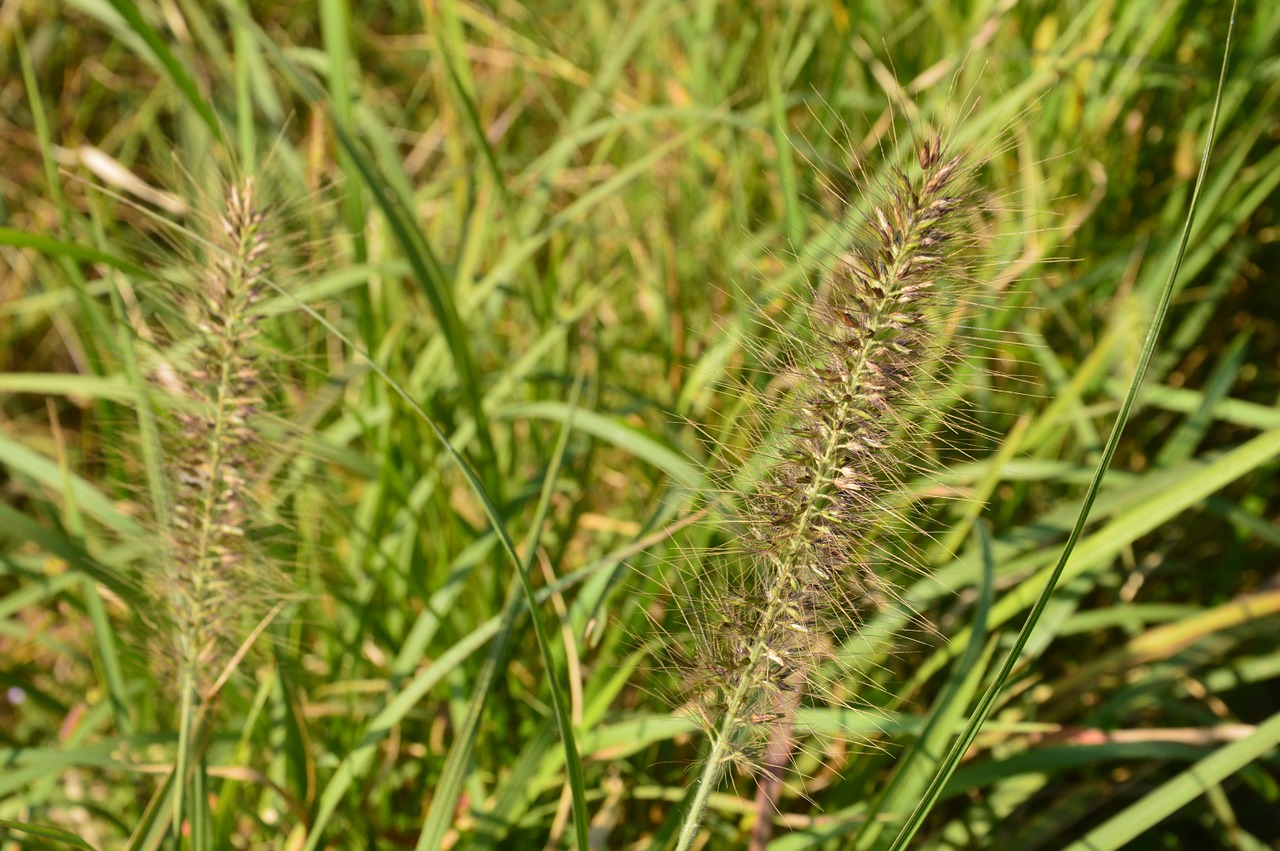 grass the scenery outdoor free photo