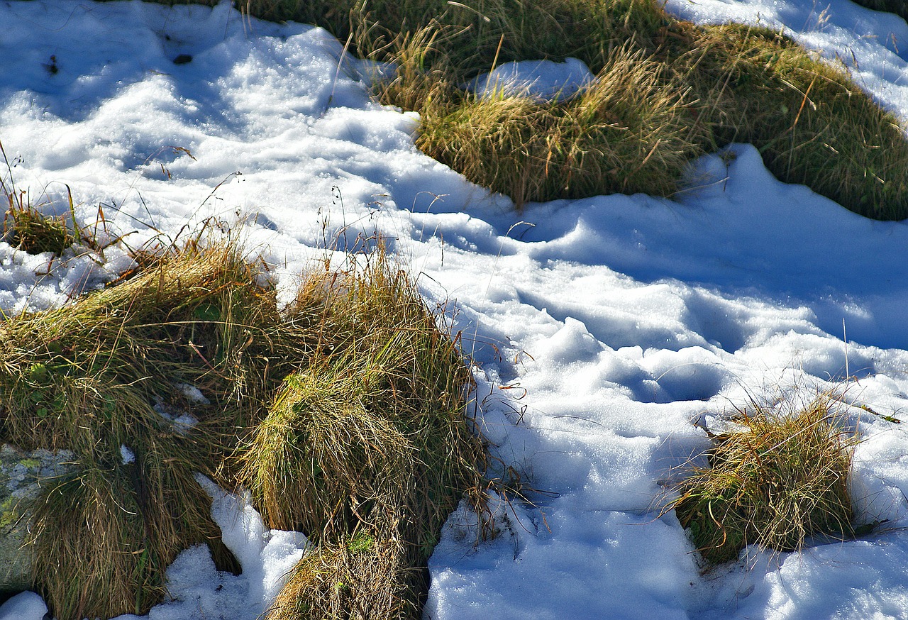 grass parched grass snow free photo