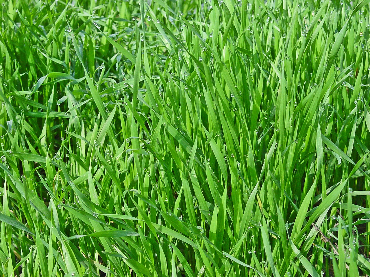 grass greens spring free photo