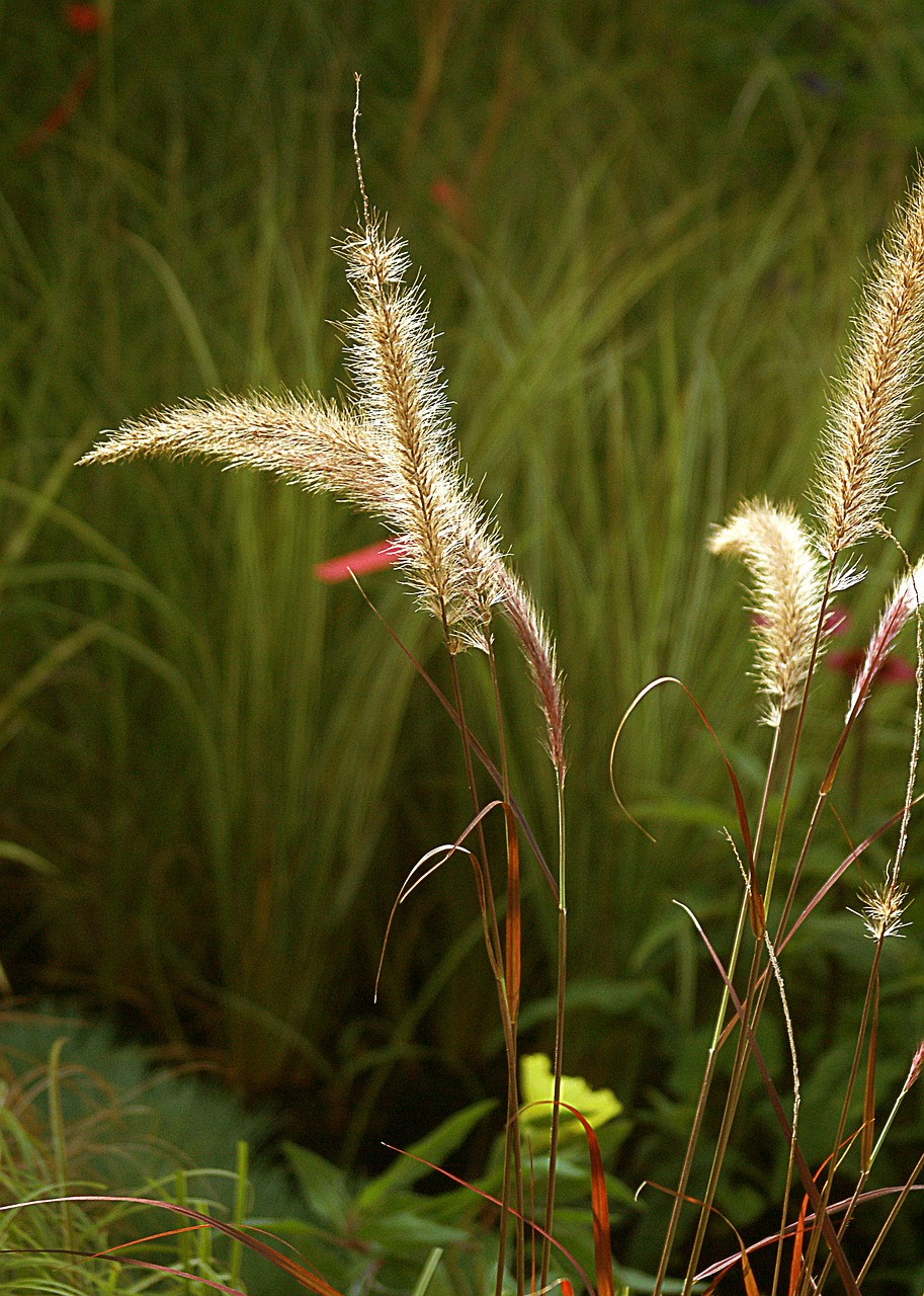 grass ornamental grass vegetation free photo