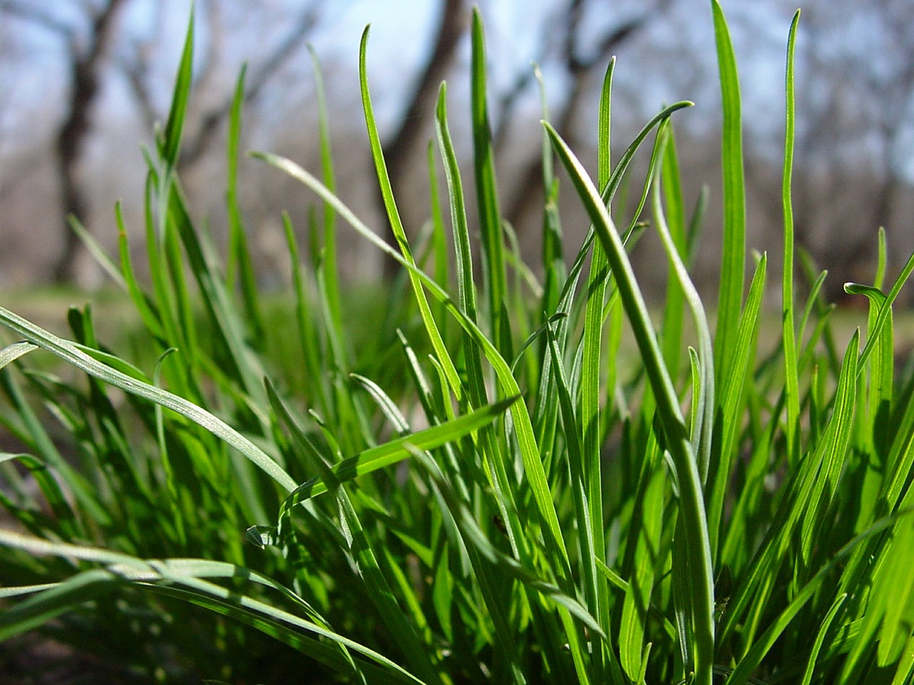 grass greens green grass free photo