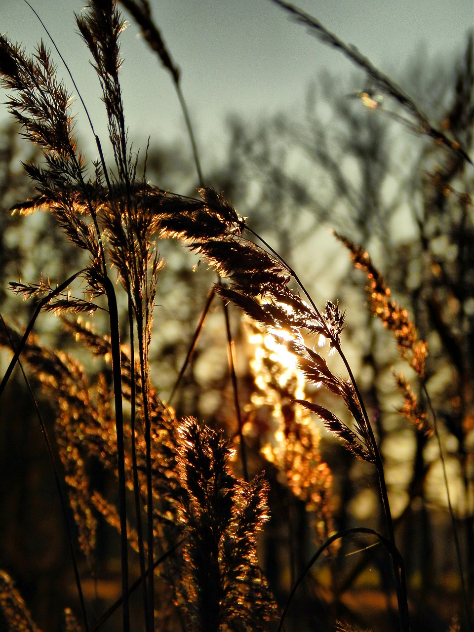 grass sun sunset free photo