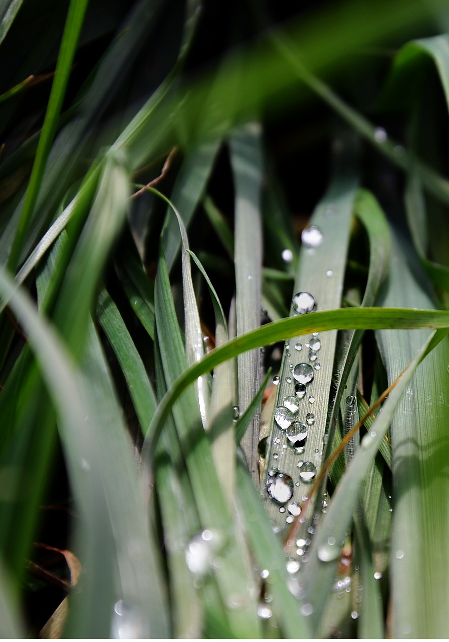 grass drop macro free photo