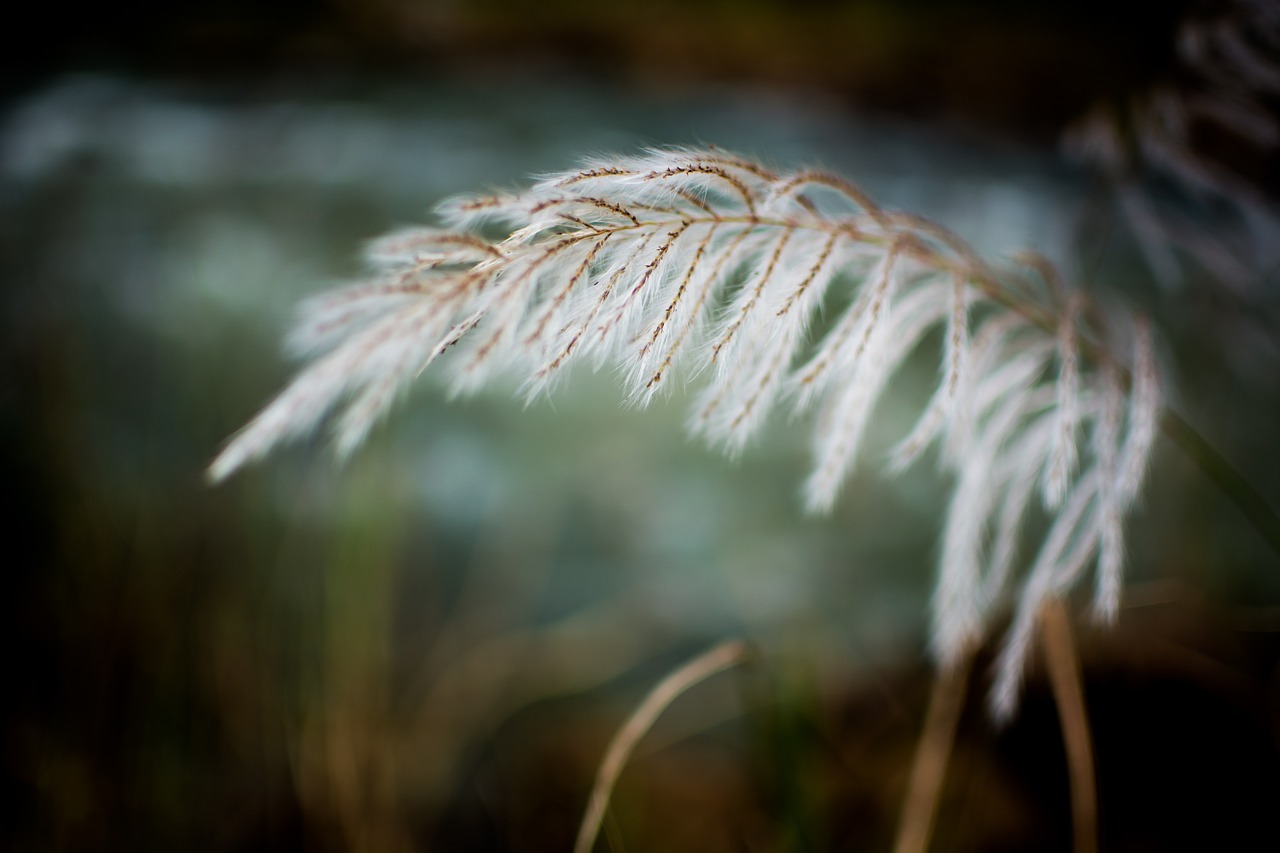 grass white breeze free photo