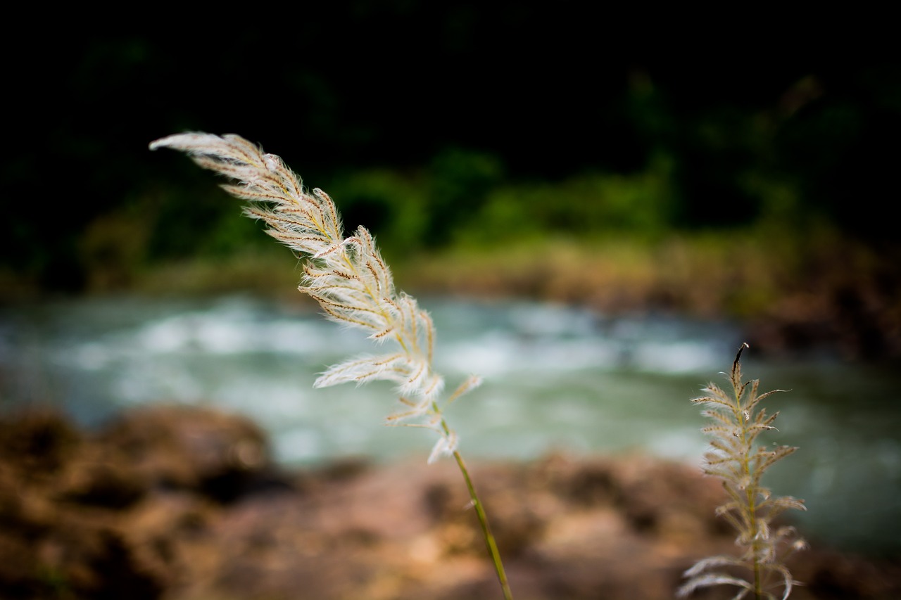 grass white breeze free photo