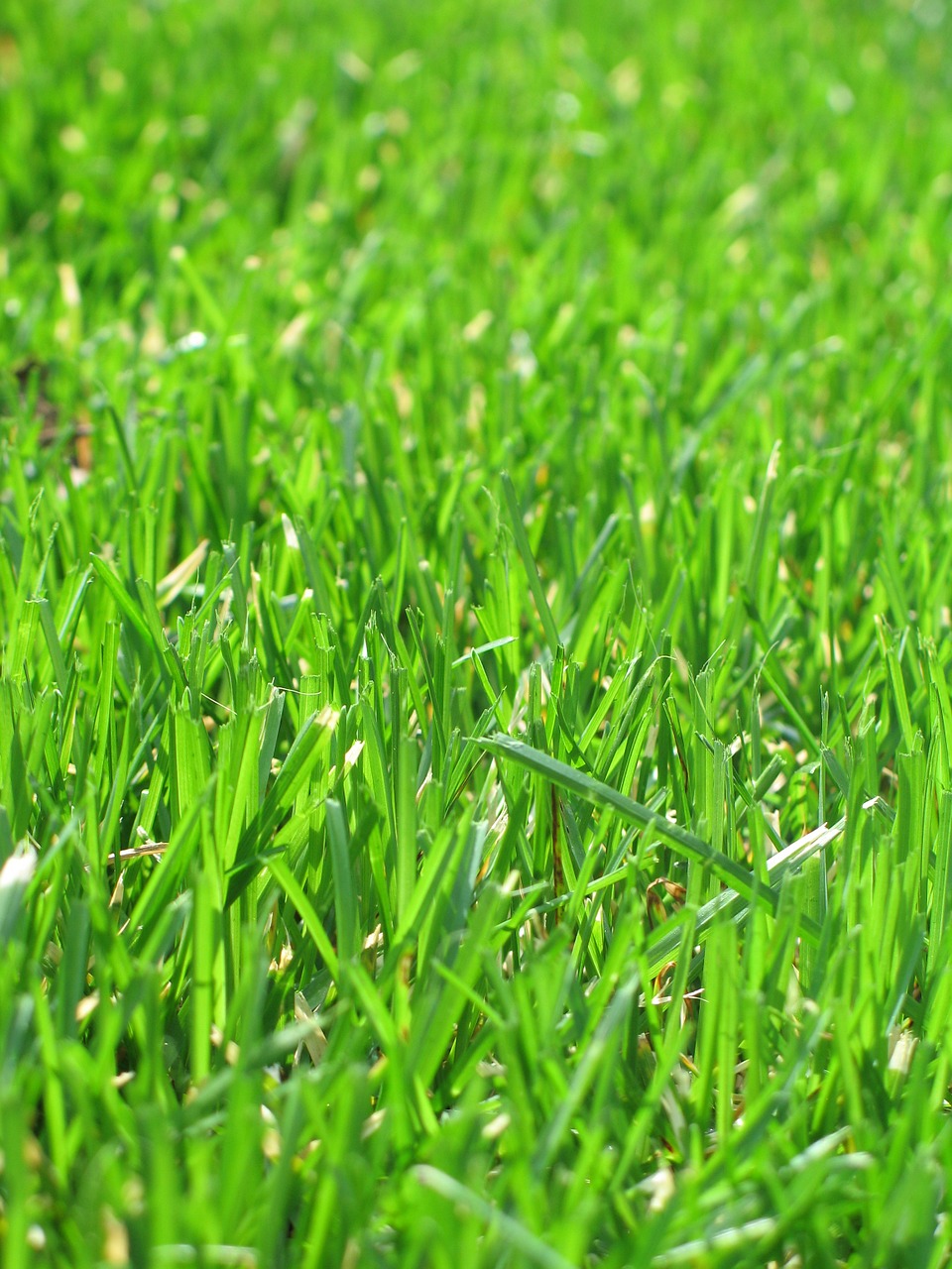 grass green lawn free photo