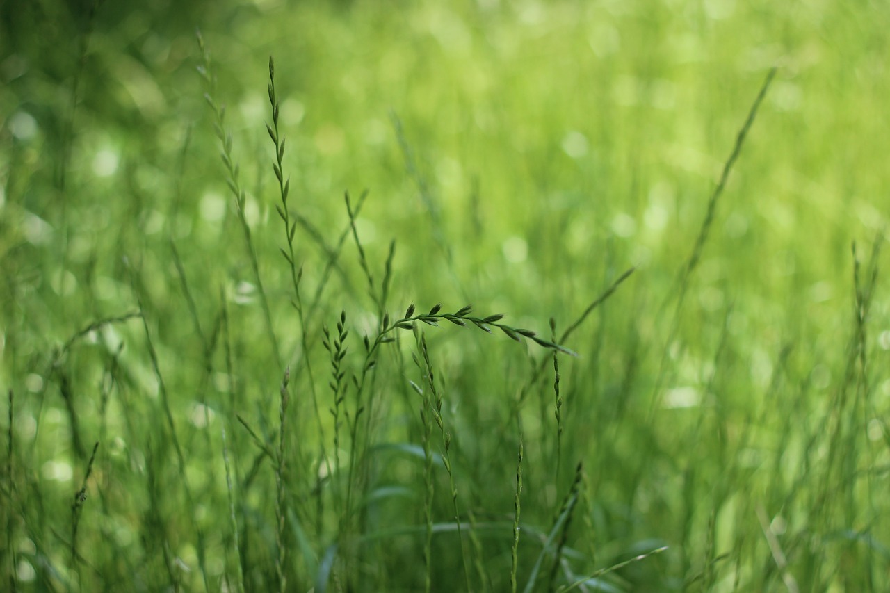 grass green wheat free photo