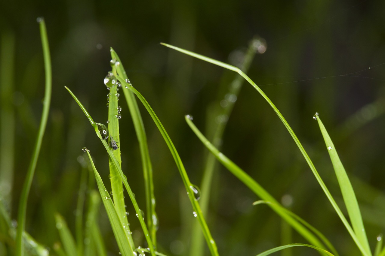 grass dew drip free photo