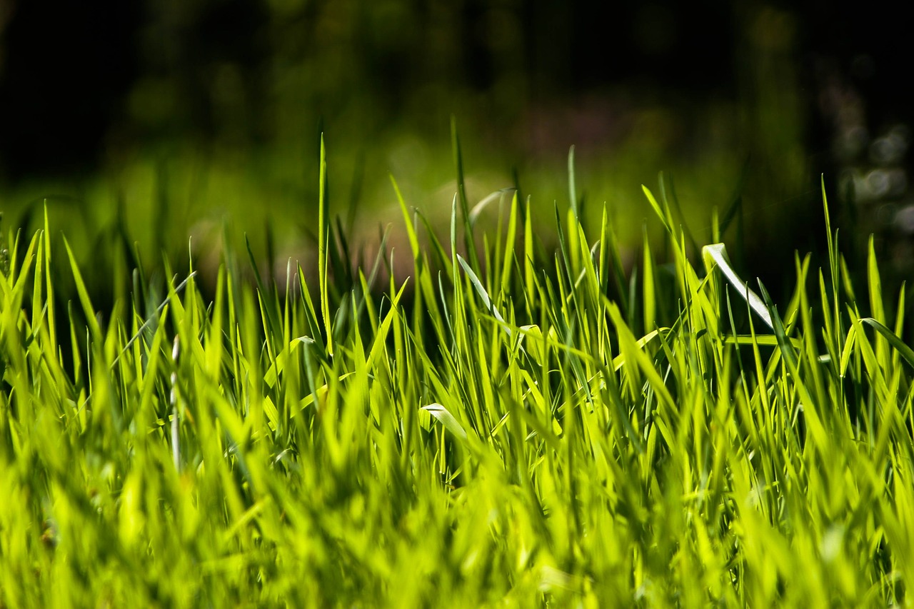 grass rush green free photo