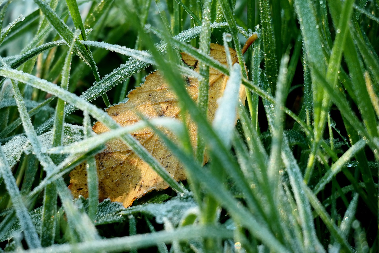 grass ripe hoarfrost free photo