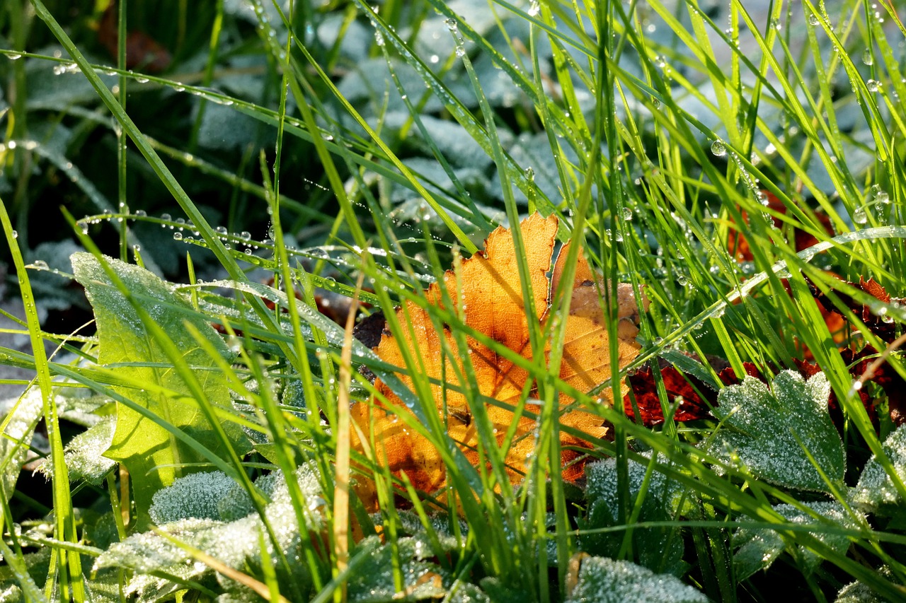 grass ripe dew free photo