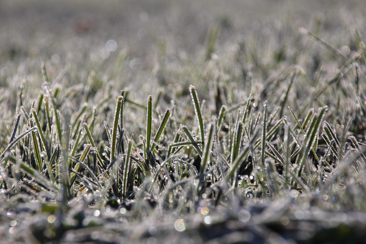 grass frost cold free photo