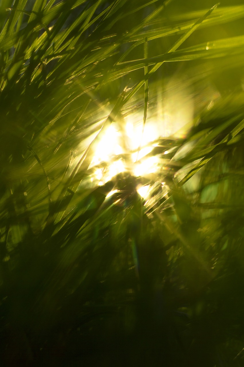 grass sun nature free photo