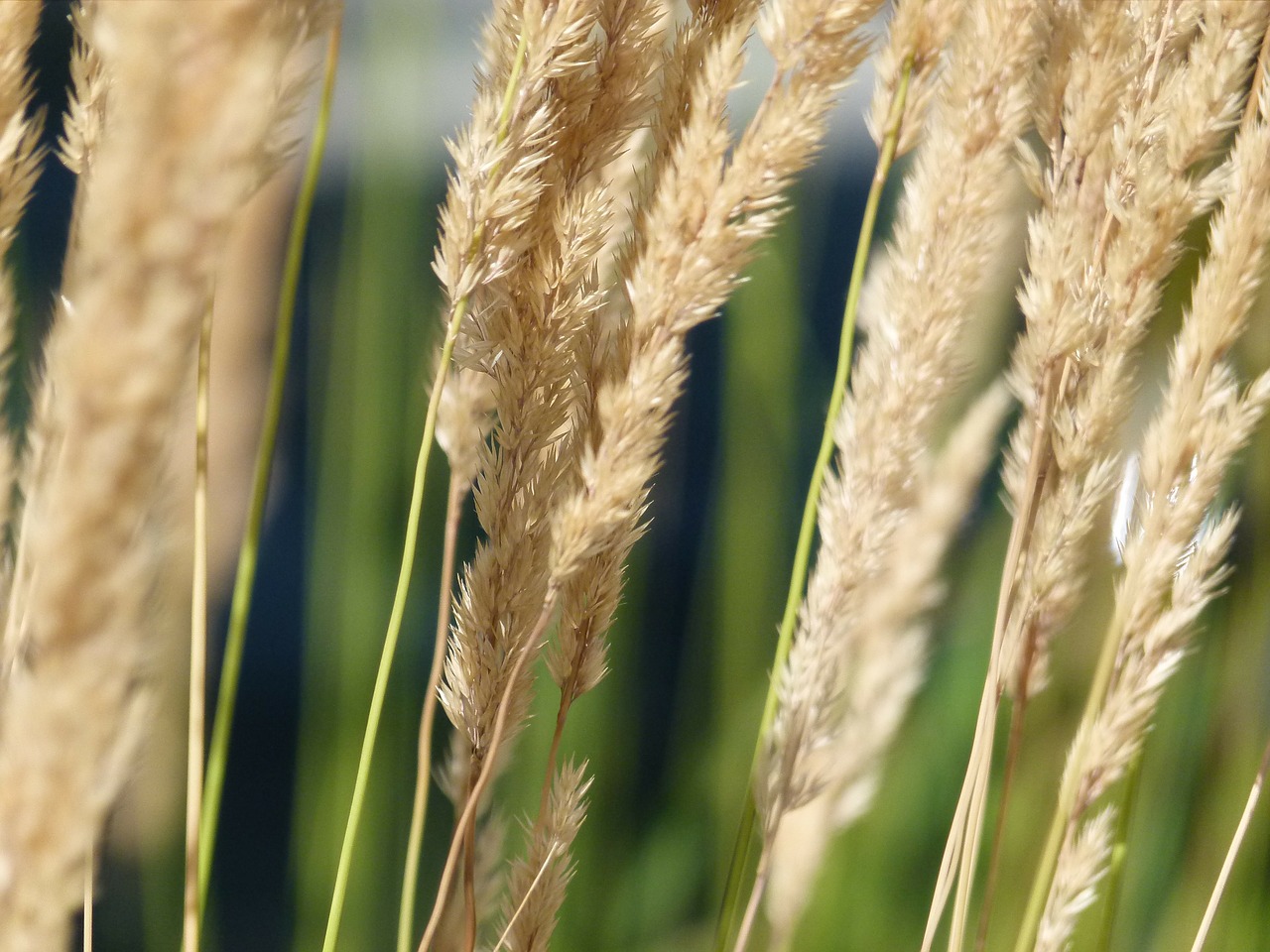 grass plants nature free photo