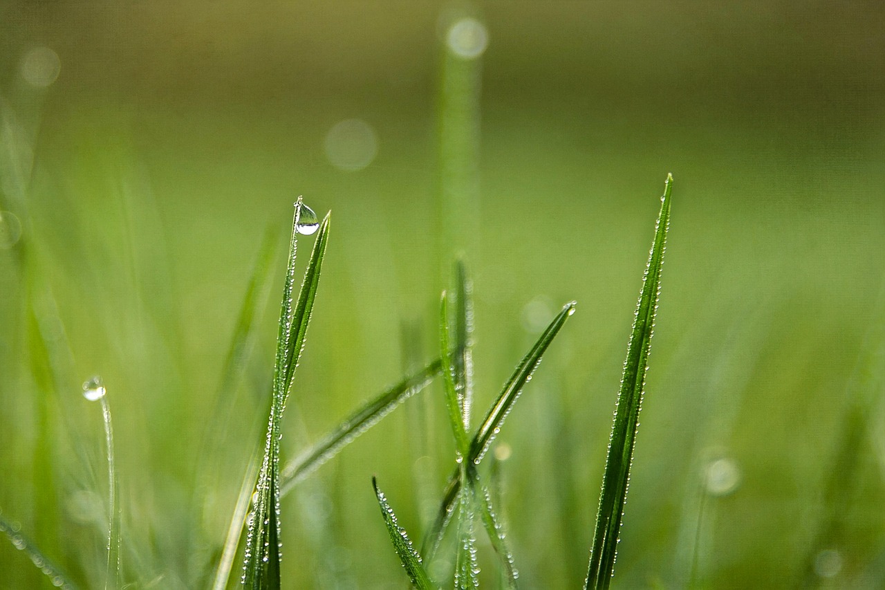 grass drops dew free photo