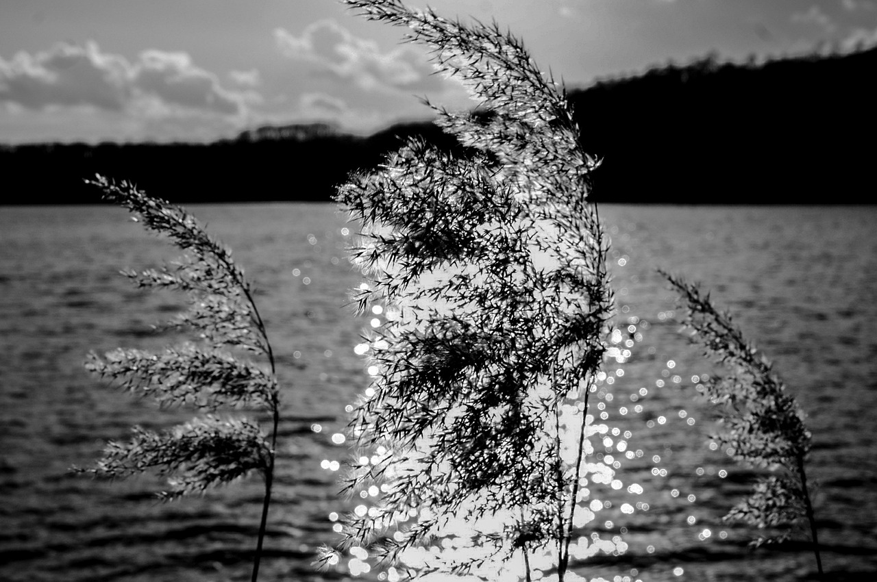 grass back light water free photo