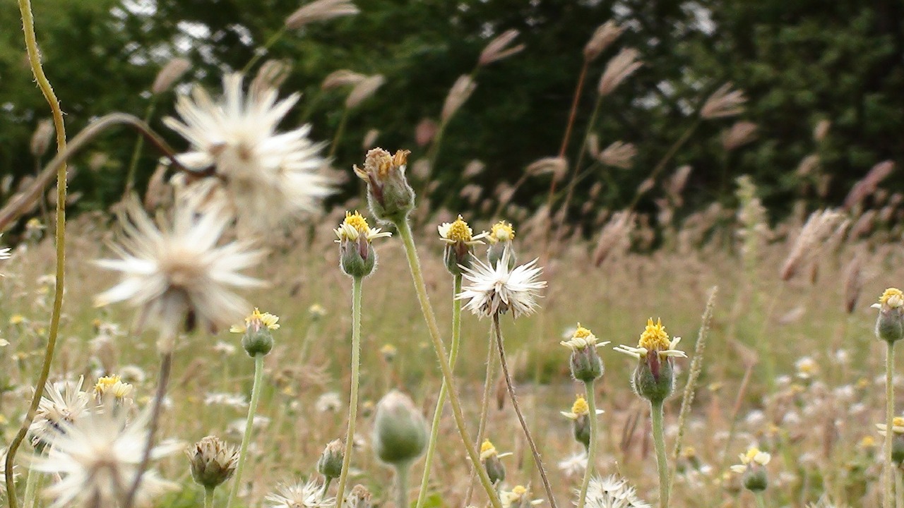 grass weeds flower free photo